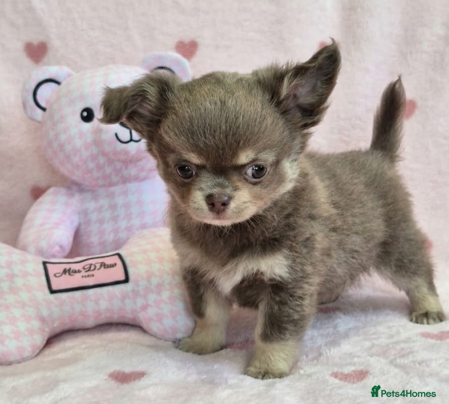 Chihuahua dogs AMAZING LONGCOAT CHIHUAHUA PUPPIES  - Advert 1