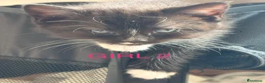 Mixed Breed Kitten 4