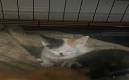 Mixed Breed cats for sale: Adorable kittens looking for a new family - Image 9