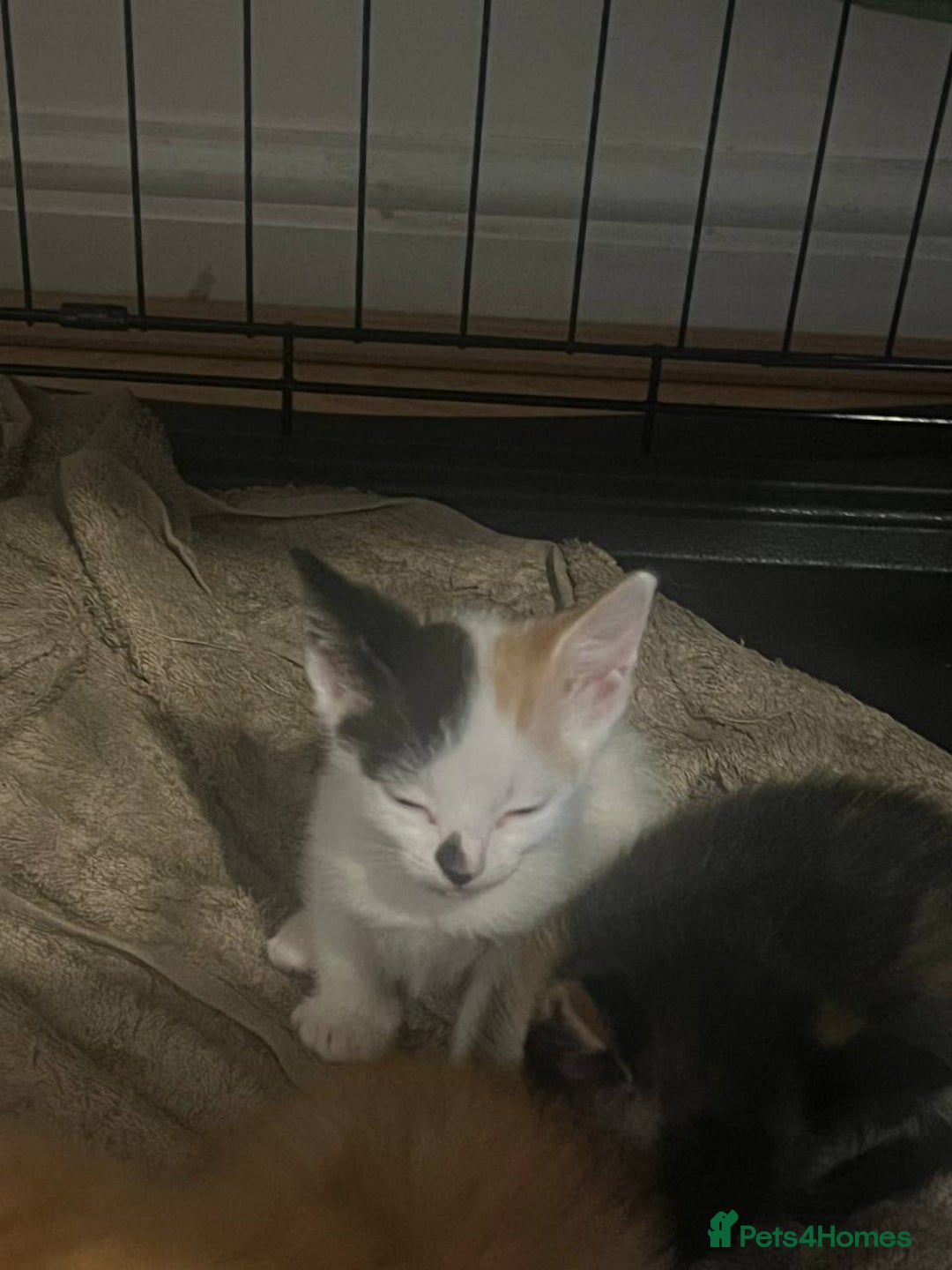 Mixed Breed cats for sale: Adorable kittens looking for a new family - Image 9