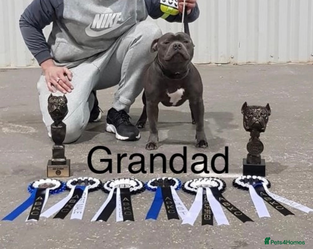 Staffordshire Bull Terrier dogs for sale: LAST ONE🥇VALGLO BLOODLINE SHORT STOCKY STAFFS 🏆 - Image 19