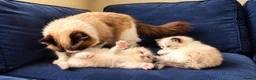 Ragdoll cats for sale: 2 beautiful Ragdoll kittens in High Wycombe - Advert 7