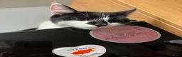 Domestic Shorthair cats for sale: FEMALE CATS LOOKING TO BE REHOMED - Advert 2