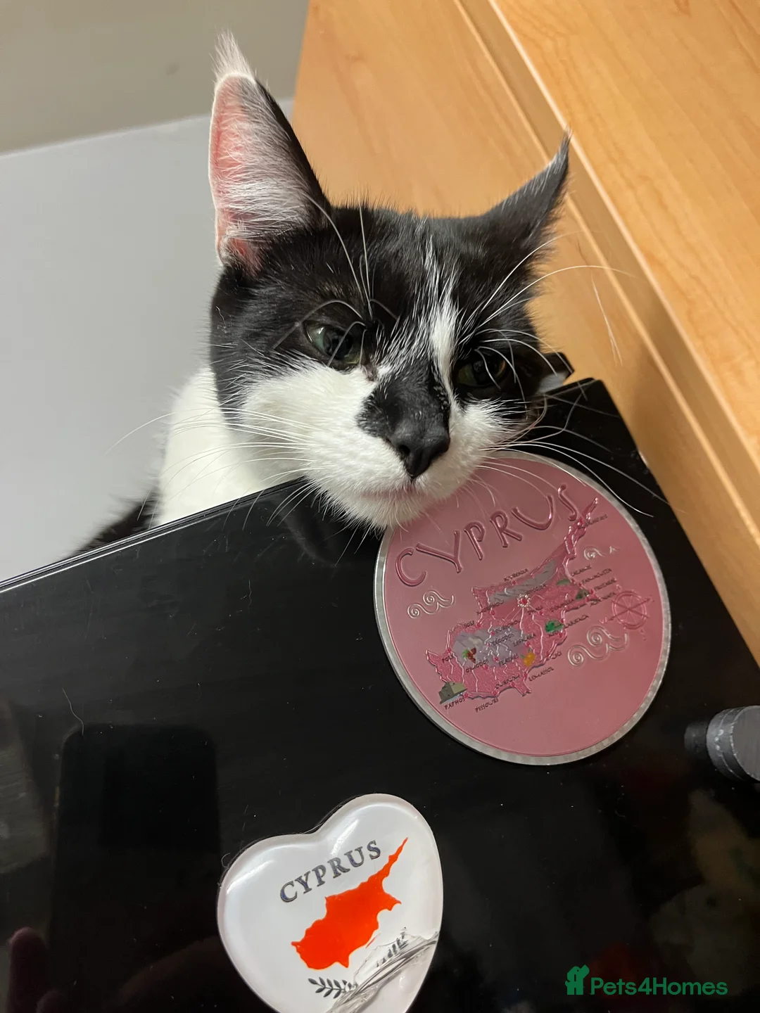 Domestic Shorthair cats for sale: FEMALE CATS LOOKING TO BE REHOMED - Advert 2