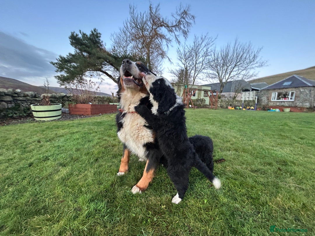Bernedoodle dogs for sale: Gorgeous Bernedoodle Pups - Advert 3