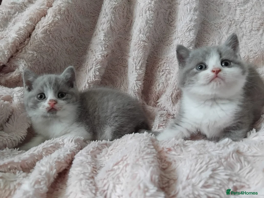 British Shorthair cats for sale:  Lilac & chocolate British Shorthair kittens  - Advert 8