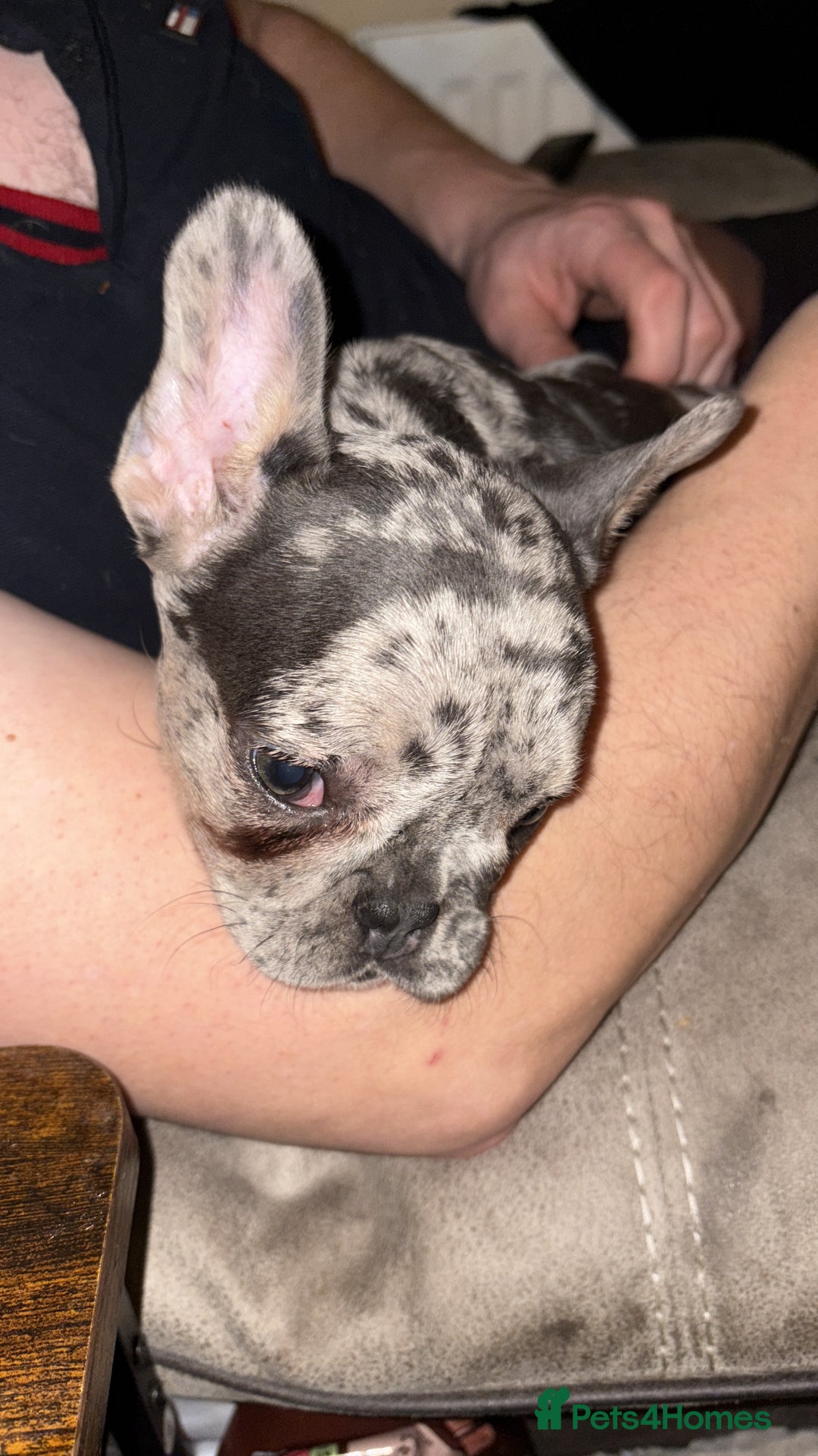 French Bulldog dogs for sale: Female Blue Merle puppy  - Advert 5