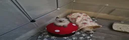 Ragdoll cats for sale: Ragdoll kittens  - Advert 9