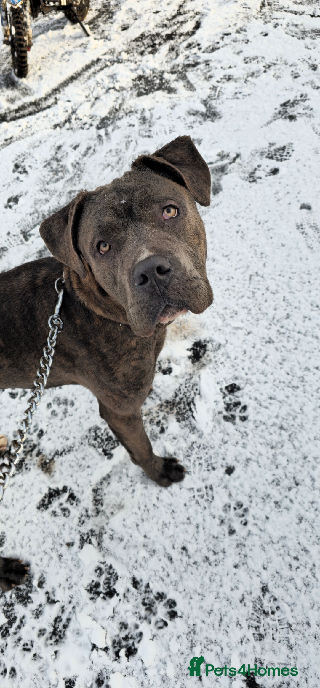 Cane Corso dogs for sale: Cane corso  - Advert 1