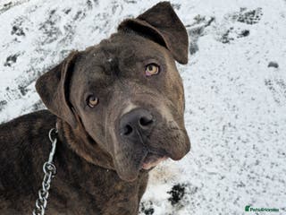 Cane Corso dogs Cane corso - Advert 2