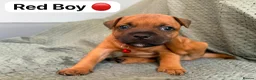 Staffordshire Bull Terrier dogs for sale: Stunning Red Staffordshire Bull Terrier Puppies - Advert 7