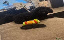 Cockapoo dogs for sale: Tri cockapoo girl  - Image 8