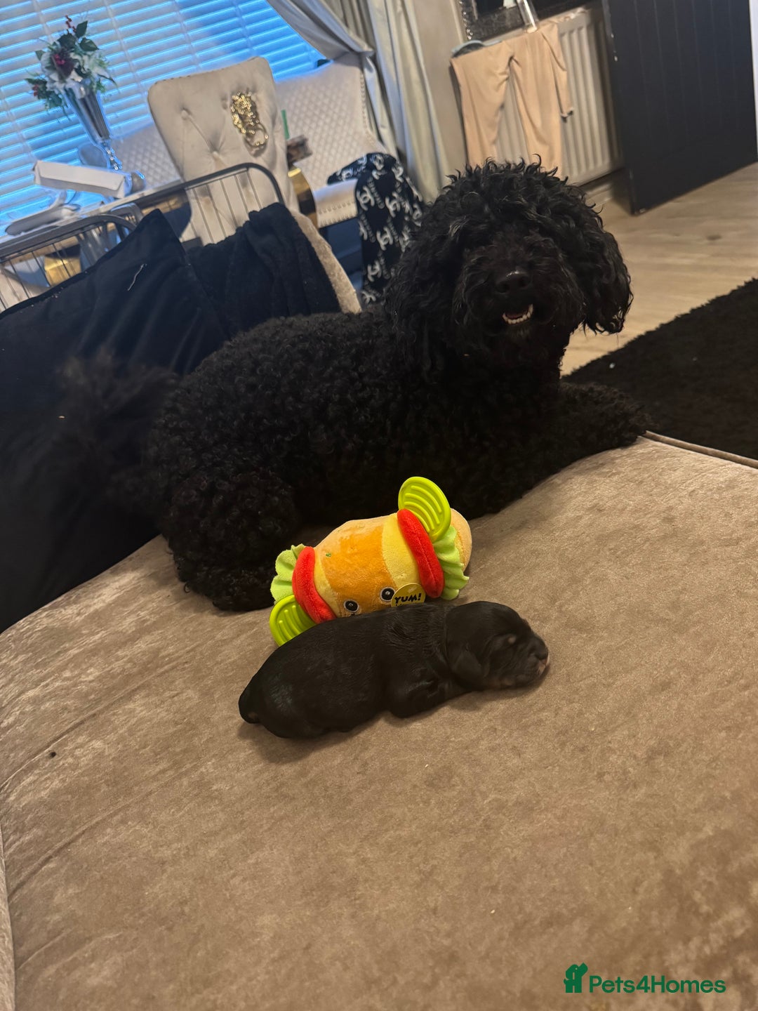 Cockapoo dogs for sale: Tri cockapoo girl  - Image 8