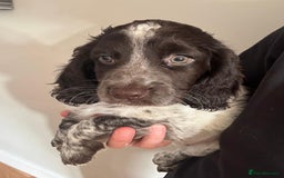 Sprocker dogs for sale: Liver Roan Sprocker Girl - Image 2