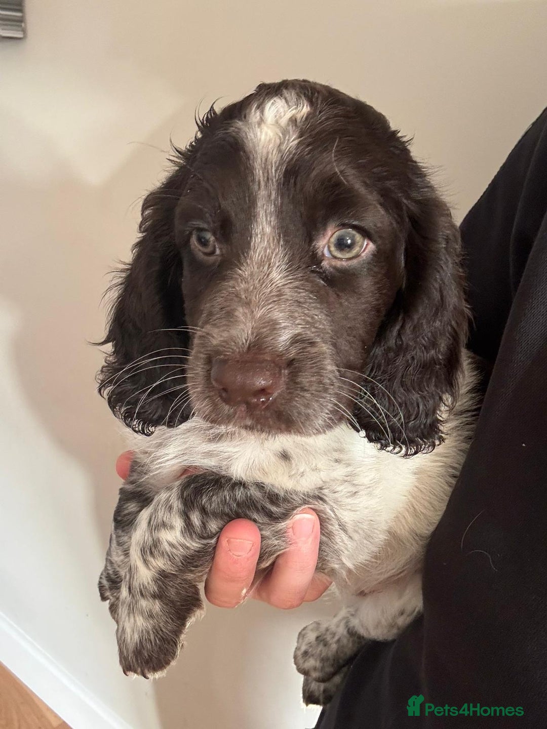 Sprocker dogs for sale: Liver Roan Sprocker Girl - Image 2