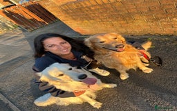 Golden Retriever dogs for sale: Golden retriever puppies  - Image 7
