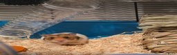 Hamster rodents for sale: Female Syrian Hamster - Advert 1