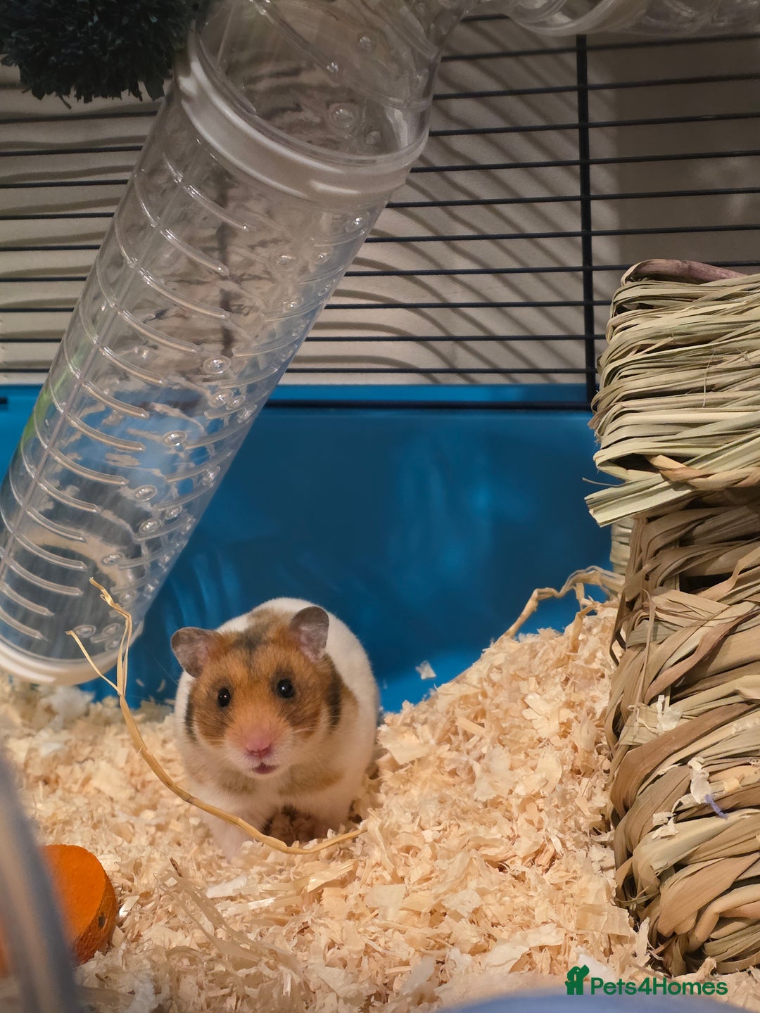 Hamster rodents for sale: Female Syrian Hamster - Advert 1