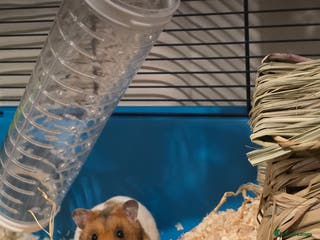 Hamster rodents Female Syrian Hamster - Advert 9