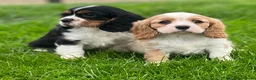 Cavalier King Charles Spaniel dogs for sale: Beautiful cavalier King Charles puppies  - Advert 4