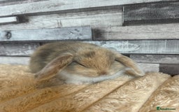 Mini Lop rabbits for sale: ⭐️Pure Breed Holland lops⭐️ - Image 5