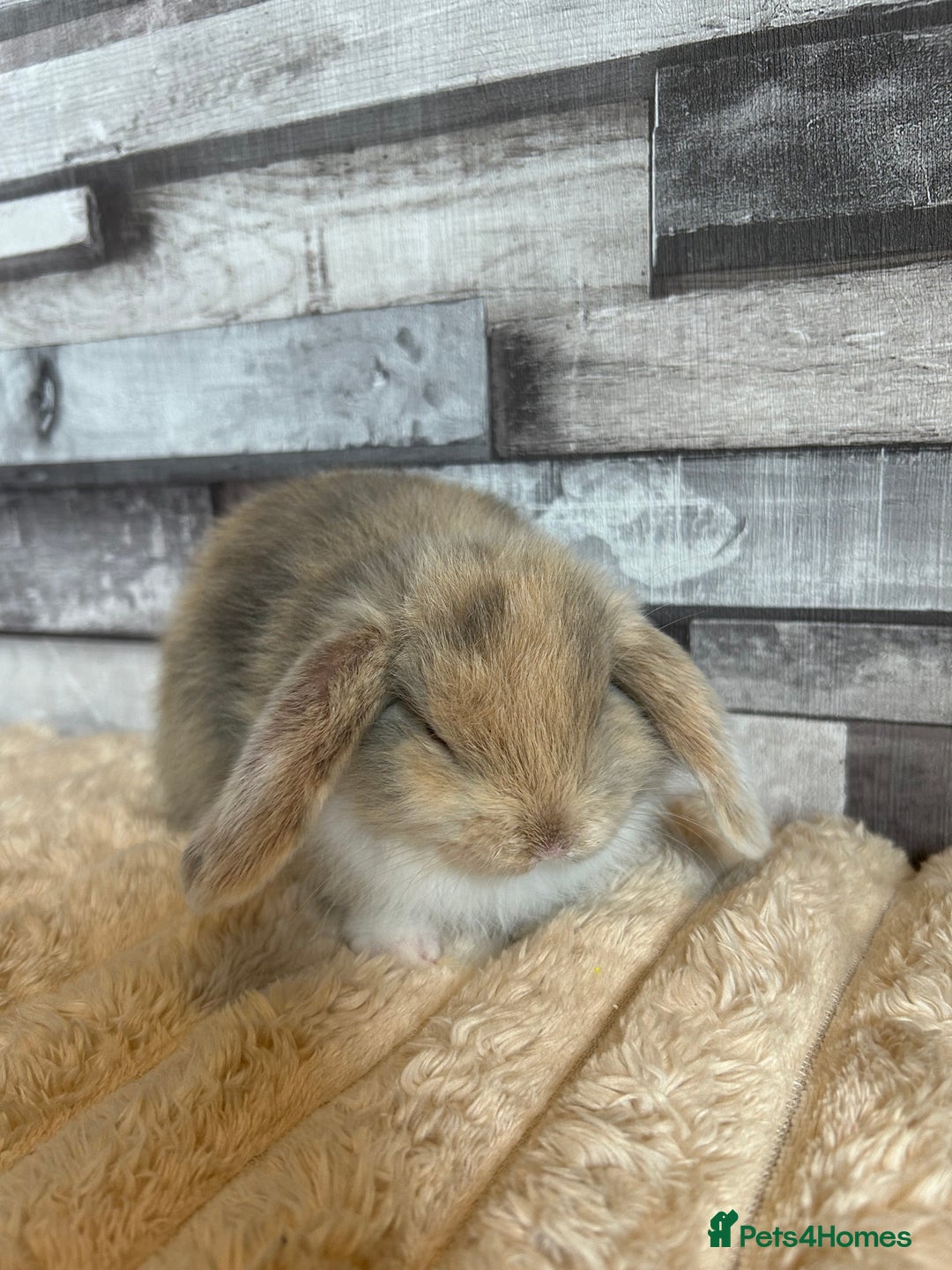 Mini Lop rabbits for sale: ⭐️Pure Breed Holland lops⭐️ - Image 5