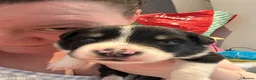 Border Collie dogs for sale: Border collie puppies in Tranent - Advert 24