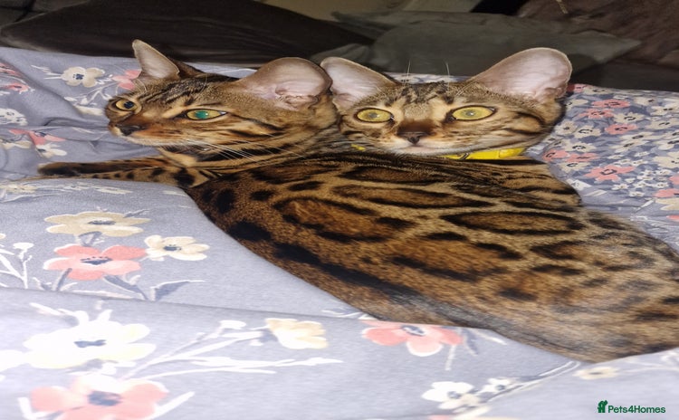 Bengal cats  🌟 Stunning Bengal Kittens  🌟 🥰🥰 - Advert 10