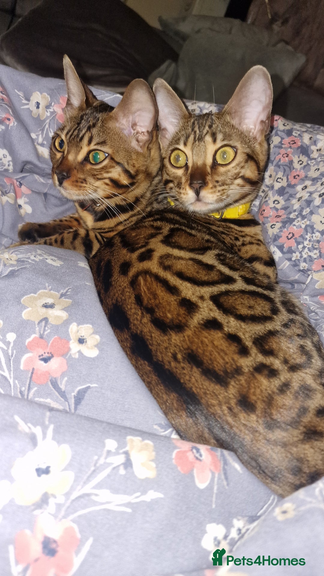 Bengal cats for sale:  🌟 Stunning Bengal Kittens  🌟 🥰🥰 - Advert 2