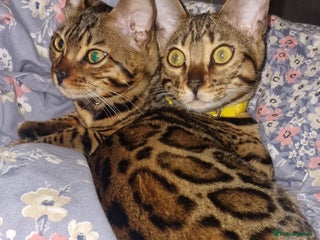 Bengal cats 🌟 Stunning Bengal Kittens 🌟 🥰🥰 - Advert 11