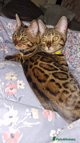 Bengal cats 🌟 Stunning Bengal Kittens 🌟 🥰🥰 - Advert 10