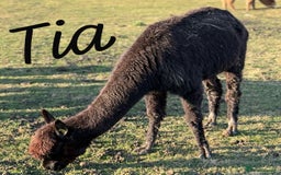 Alpaca livestock for sale: Mixed Huacaya Alpacas for sale  in Colchester - Image 3