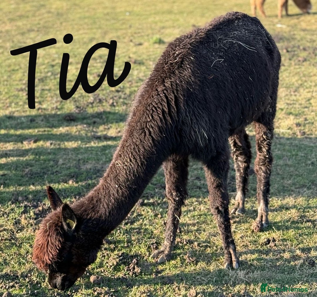 Alpaca livestock for sale: Mixed Huacaya Alpacas for sale  in Colchester - Image 3