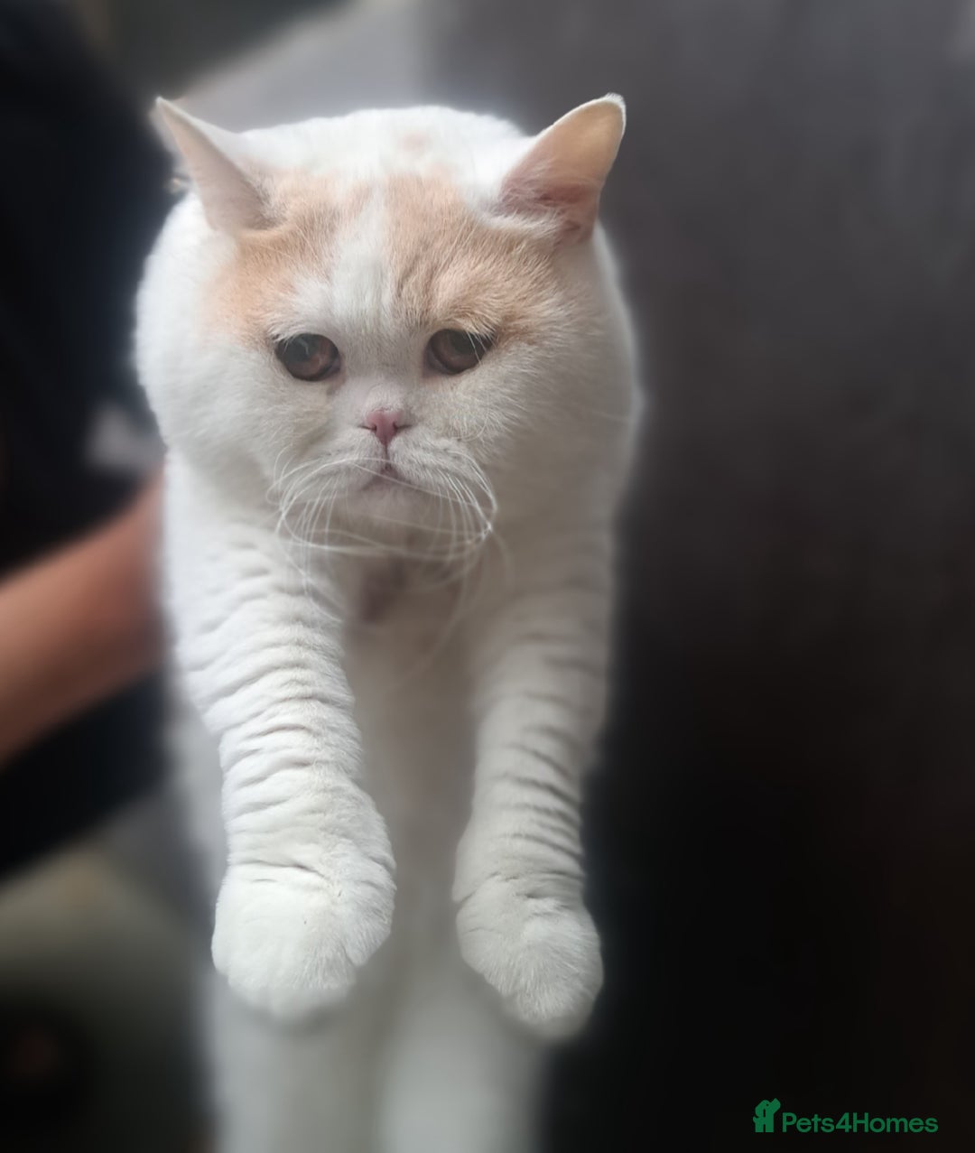 British Shorthair cats for sale: Affectionate cream and white van male  - Image 4