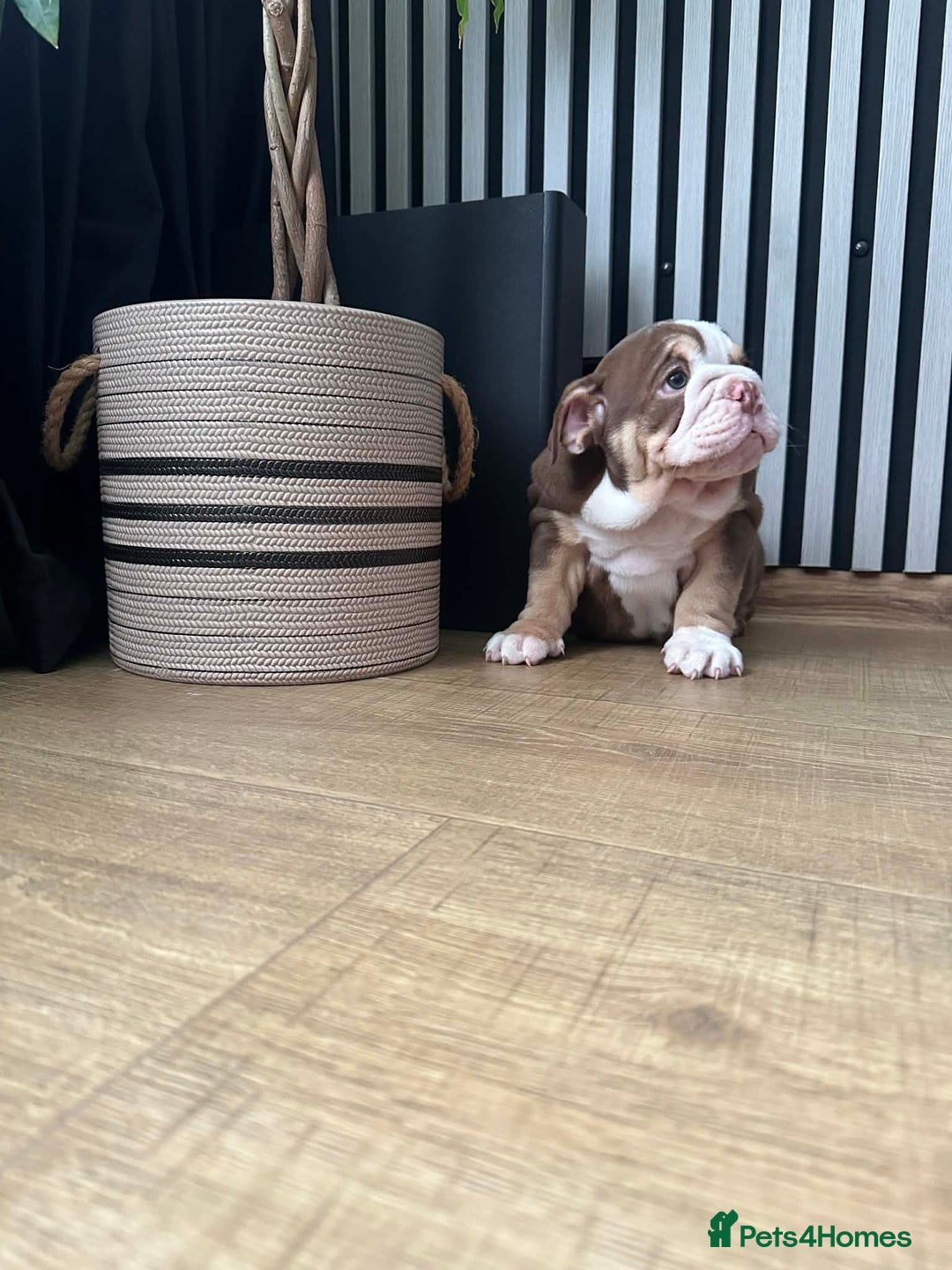 English Bulldog dogs for sale: Our girl looking for a warm sofa and fully love🏠 - Advert 10