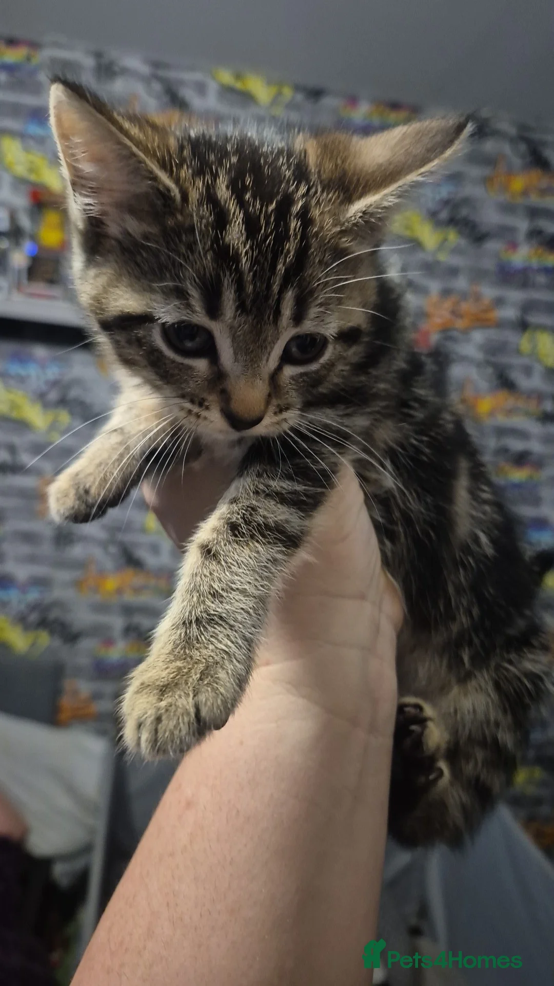 Mixed Breed cats for sale: Beautiful little girl kitten  - Advert 2