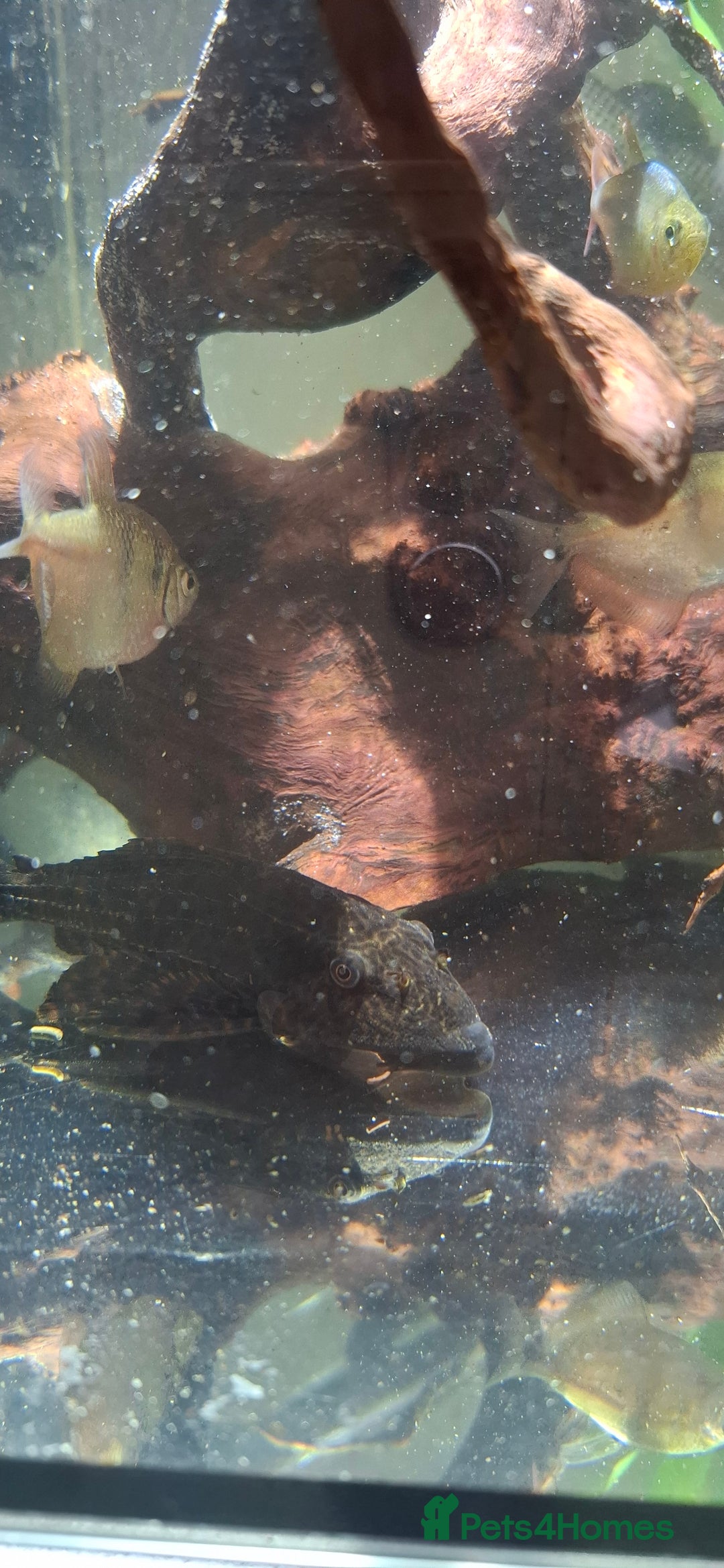 Tetras fish for sale: Tropical fish - Image 3