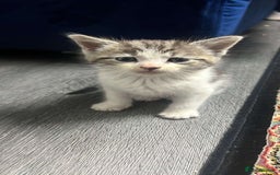 European cats for sale: 1 female kitten in Huddersfield - Image 1