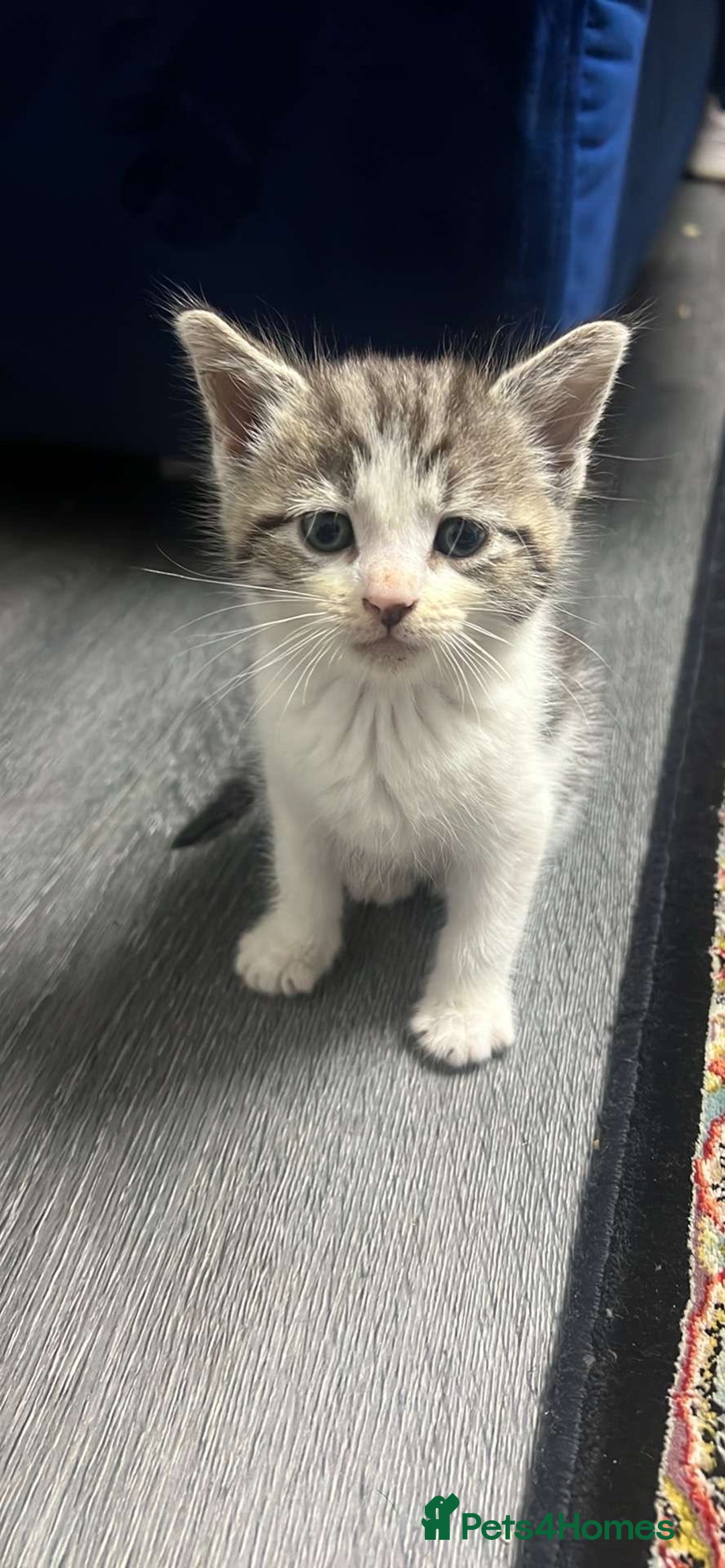 European cats for sale: 1 female kitten in Huddersfield - Image 1