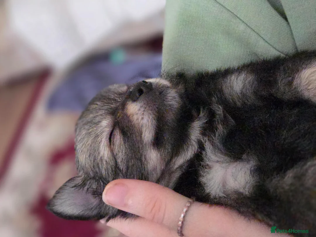 German Spitz dogs for adoption: Beautiful precious Babies  in Stroud - Advert 4