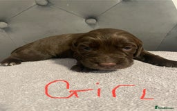 Cocker Spaniel dogs for sale: Working cocker spaniels - Image 3
