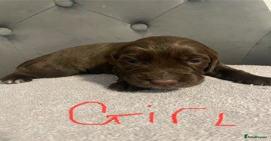 Cocker Spaniel dogs - Advert 5