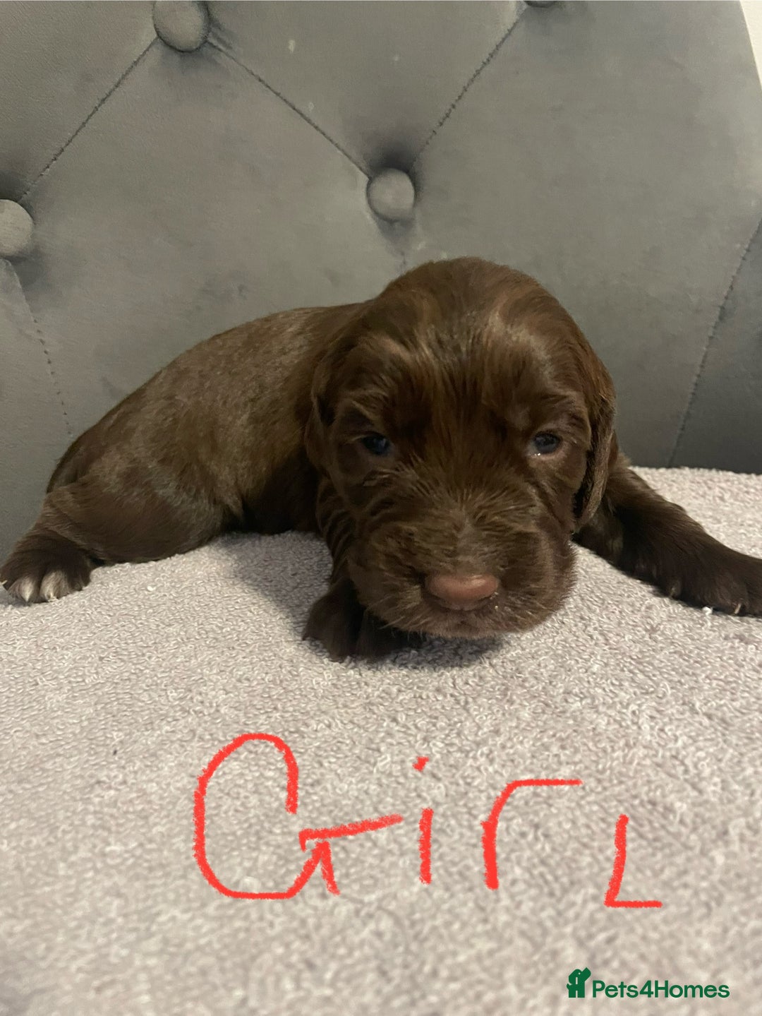 Cocker Spaniel dogs for sale: Working cocker spaniels - Image 3