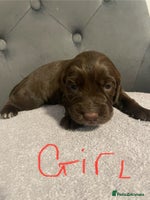 Cocker Spaniel dogs - Advert 5