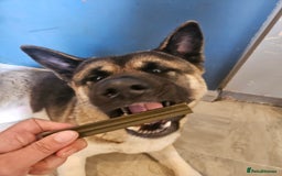 Akita dogs for sale: 1 yr old American akita - Image 2