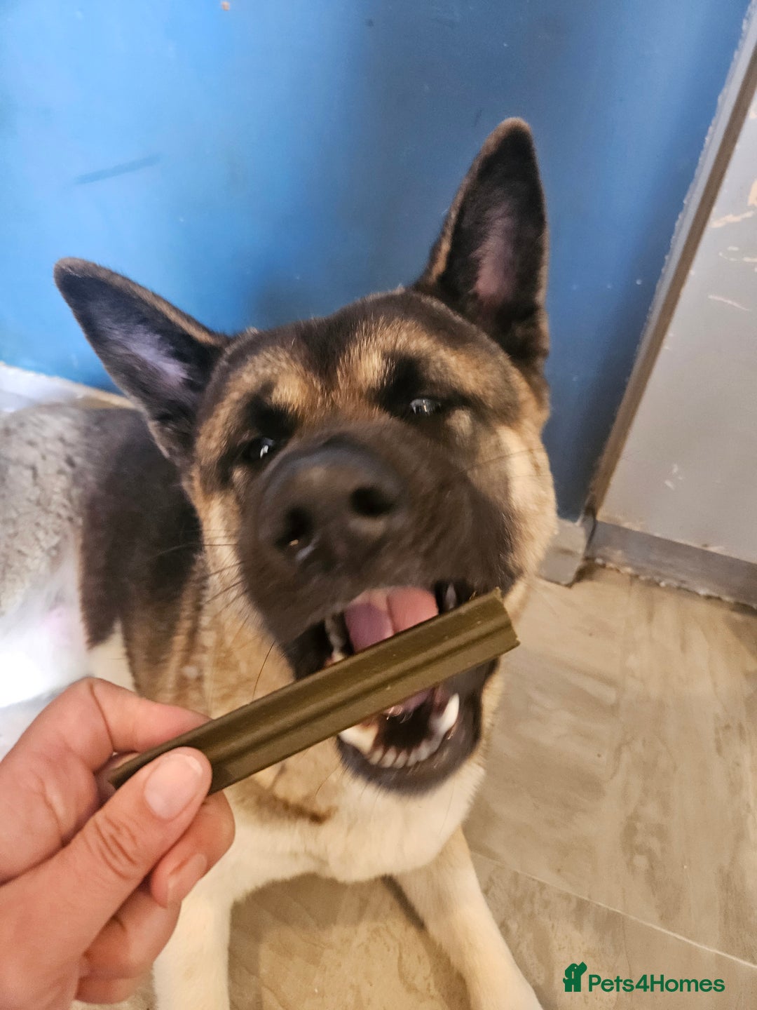 Akita dogs for sale: 1 yr old American akita - Image 2