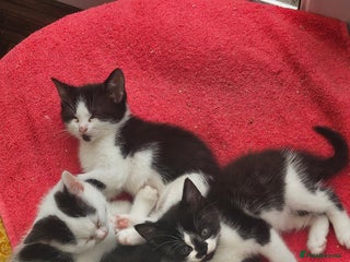 British Shorthair cats for sale - Advert 2