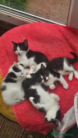 British Shorthair cats - Advert 1