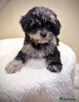 Cavapoo dogs Extensively health tested F1b teddy bear Cavapoos - Advert 4