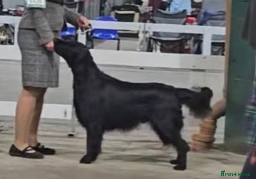 Flat coated Retriever dogs for sale: Stunning KC Reg Flatcoat Retriever puppies - Advert 2